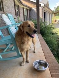 Found/Stray Female Dog last seen Consolation Church Rd and Jones Mill, Whitesburg, GA 30185