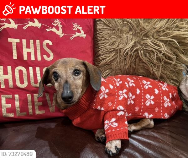Lost Female Dog last seen Near Holy Angels Convent, Craighead County, AR 72401