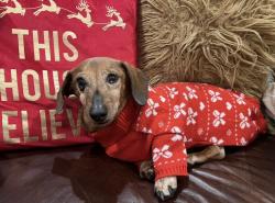 Lost Female Dog last seen Near Holy Angels Convent, Craighead County, AR 72401