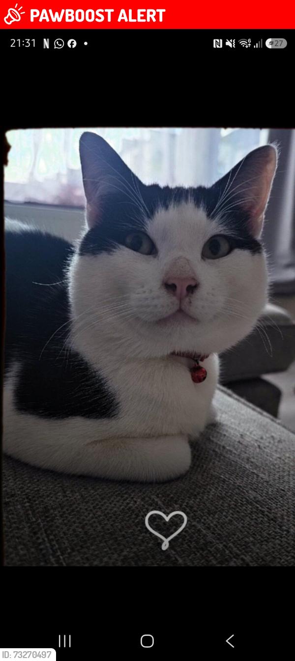Lost Male Cat last seen Edmonton train station, Greater London, England N9 9HB