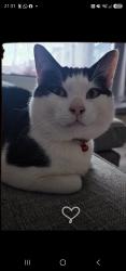 Lost Male Cat last seen Edmonton train station, Greater London, England N9 9HB