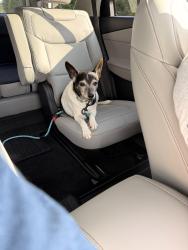 Reunited Male Dog last seen Shadowrock Dr, Whitfield County, GA 30755