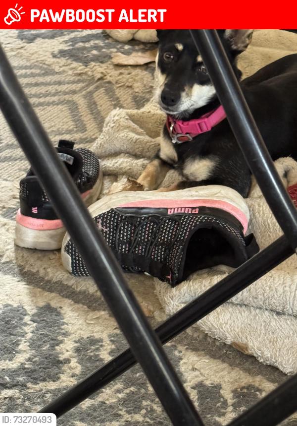 Lost Female Dog last seen Highway 49, Mariposa County, CA 95338