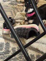 Lost Female Dog last seen Highway 49, Mariposa County, CA 95338