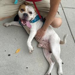 Shelter Stray Male Dog last seen , Animal Care & Control Team of Philly, 111 W Hunting Park Ave, Philadelphia, PA 19140, USA
