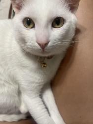 Lost Male Cat last seen The Carmel apmts, Garland, TX 75041