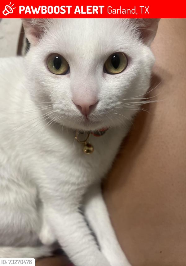 Lost Male Cat last seen The Carmel apmts, Garland, TX 75041