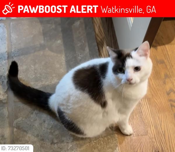 Lost Female Cat last seen Near Sherwood Drive, Watkinsville (North West Woods Neighborhood), Watkinsville, GA 30677