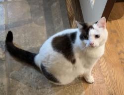 Lost Female Cat last seen Near Sherwood Drive, Watkinsville (North West Woods Neighborhood), Watkinsville, GA 30677