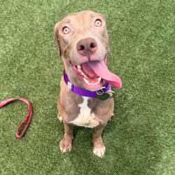 Shelter Stray Female Dog last seen , 3612 11th Ave, Los Angeles, CA 90018, USA