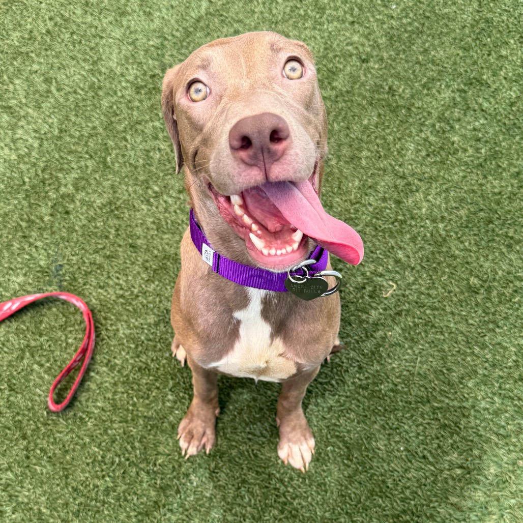 Shelter Stray Female Dog last seen , 3612 11th Ave, Los Angeles, CA 90018, USA