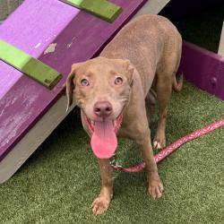 Shelter Stray Female Dog last seen , 3612 11th Ave, Los Angeles, CA 90018, USA