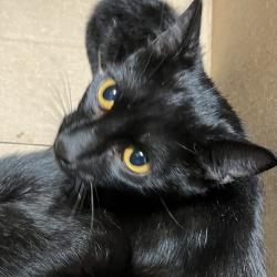 Shelter Stray Female Cat last seen , 980 Guilford College Rd, Greensboro, NC 27409, USA