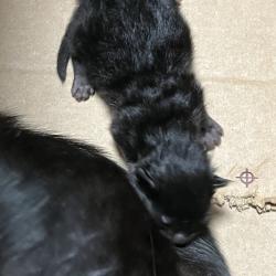 Shelter Stray Unknown Cat last seen , 980 Guilford College Rd, Greensboro, NC 27409, USA