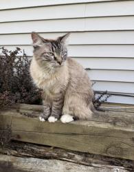 Lost Male Cat last seen Sugarbush circle, Olmsted Falls, OH 44138