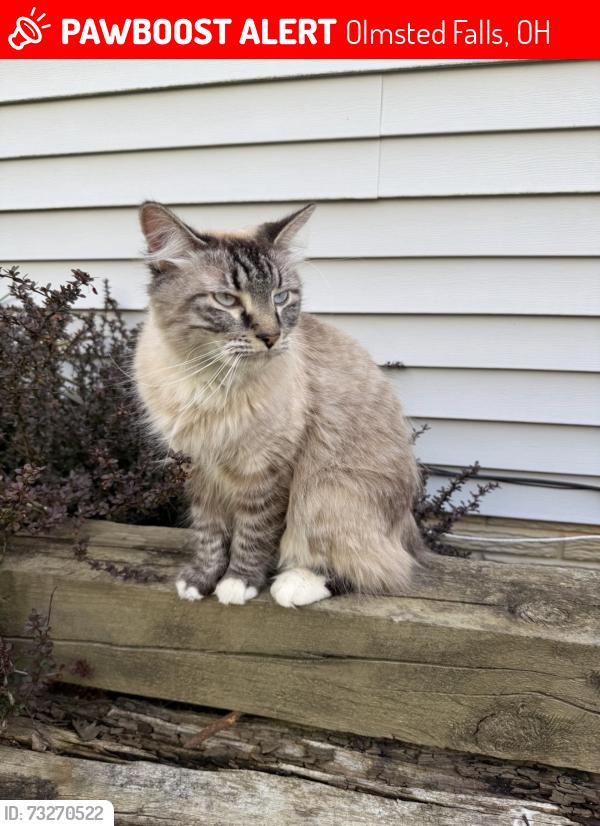 Lost Male Cat last seen Sugarbush circle, Olmsted Falls, OH 44138