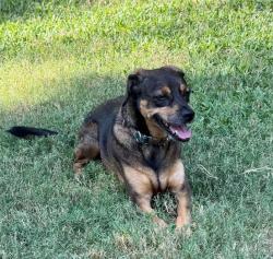 Lost Female Dog last seen Between Braesmont & Atwell, Houston, TX 77096