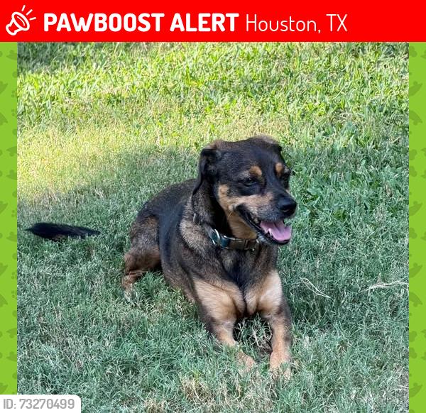 Lost Female Dog last seen Between Braesmont & Atwell, Houston, TX 77096