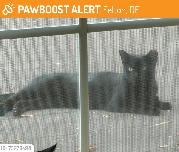 Found/Stray Female Cat last seen Fan Branch Drive Hidden Pond, Felton, DE 19943