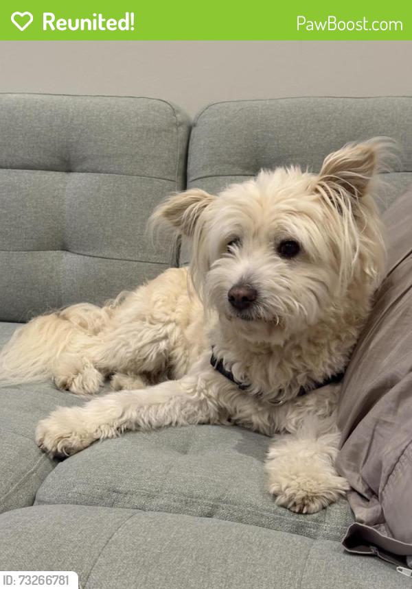 Reunited Male Dog last seen Green Lake Play Field, Seattle, WA 98115