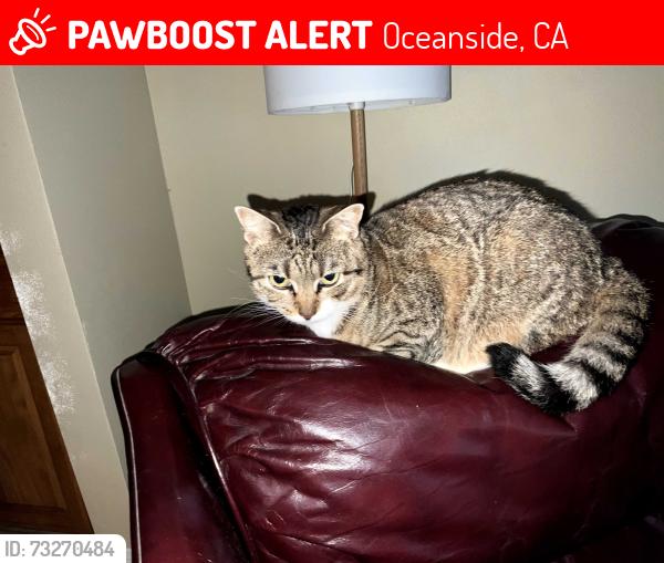 Lost Female Cat last seen Lake blvd at college st, Oceanside, CA 92056