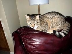Lost Female Cat last seen Lake blvd at college st, Oceanside, CA 92056
