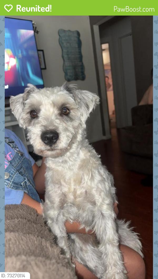 Reunited Male Dog last seen Shoshone st, Denver, CO 80204