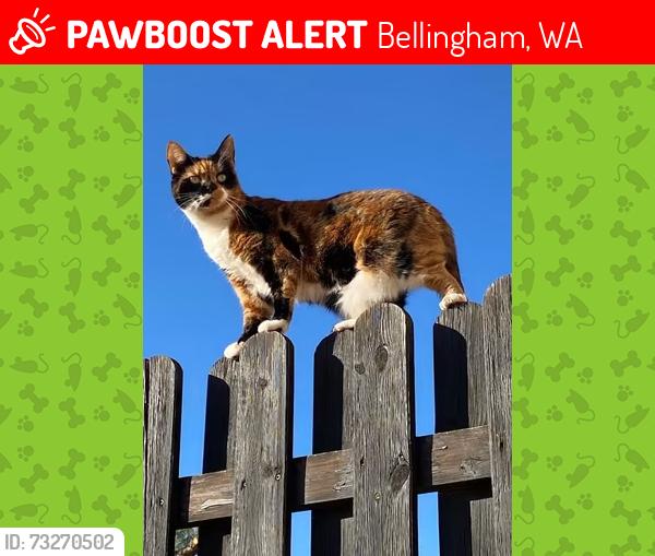 Lost Female Cat last seen Sudden Valley area on Acorn Ave in yard, Bellingham, WA 98229