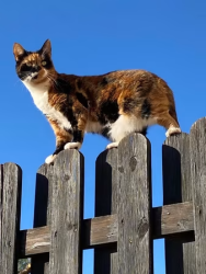 Lost Female Cat last seen Sudden Valley area on Acorn Ave in yard, Bellingham, WA 98229