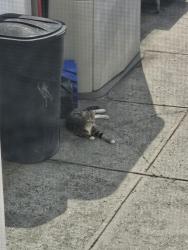 Found/Stray Female Cat last seen 27th Ave and 100th Street, Queens, NY 11369