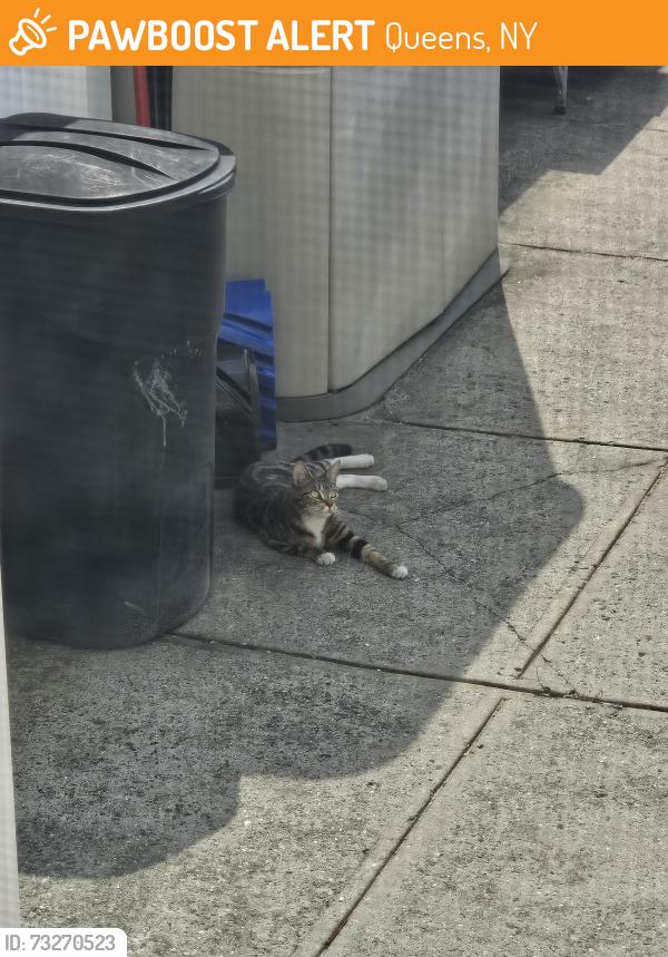 Found/Stray Female Cat last seen 27th Ave and 100th Street, Queens, NY 11369