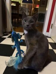 Reunited Male Cat last seen Near Oakmist Dr Cary, NC 27513, Cary, NC 27513