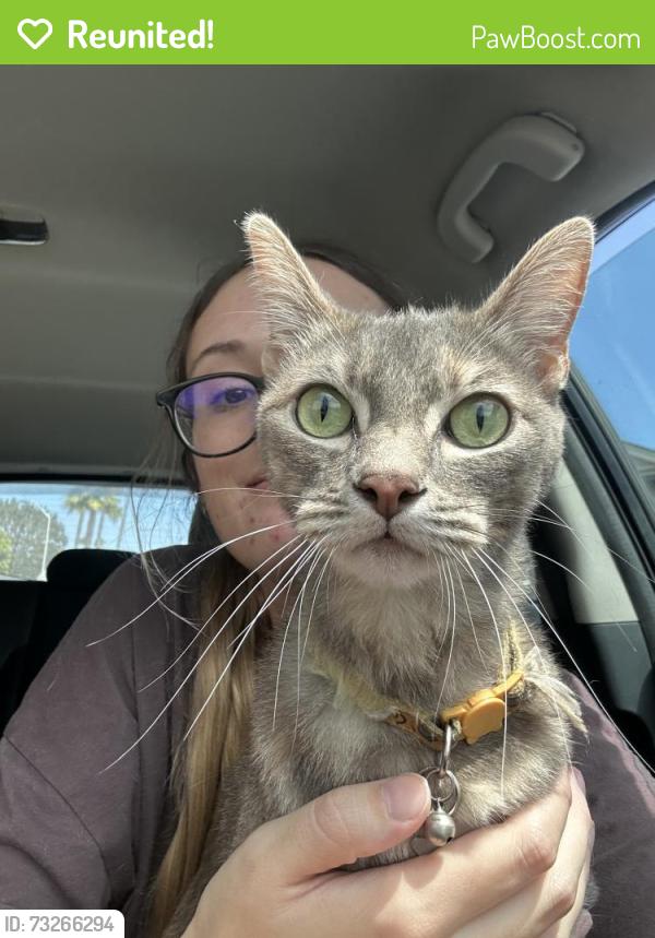 Reunited Female Cat last seen Avenida Encinas and Poinsettia, Carlsbad, CA 92011