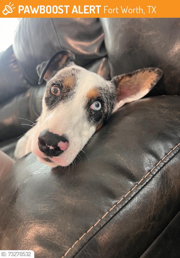 Found/Stray Female Dog last seen Near Heritage Trace Pkwy, Fort Worth, TX 76179