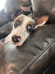 Found/Stray Female Dog last seen Near Heritage Trace Pkwy, Fort Worth, TX 76179