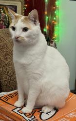 Lost Male Cat last seen Hwy 155, Tyler, TX 75703