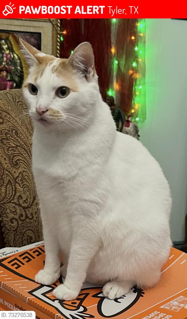 Lost Male Cat last seen Hwy 155, Tyler, TX 75703