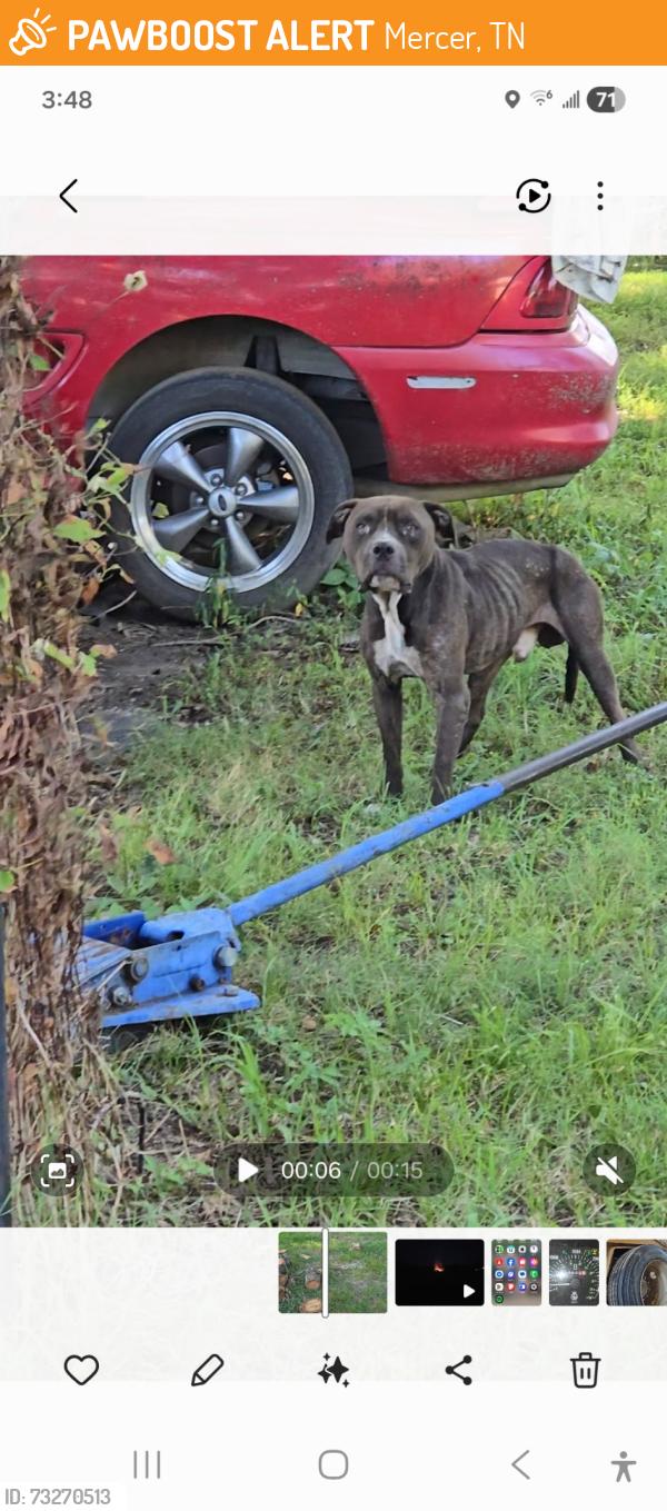 Found/Stray Male Dog last seen Hwy 138 and Hatchie Station Rd, Mercer, TN 38392