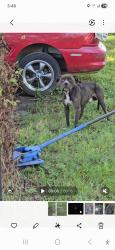 Found/Stray Male Dog last seen Hwy 138 and Hatchie Station Rd, Mercer, TN 38392
