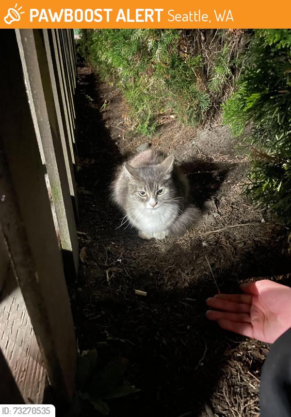 Found/Stray Unknown Cat last seen ’s Drive in, Seattle, WA 98117