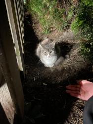Found/Stray Unknown Cat last seen ’s Drive in, Seattle, WA 98117