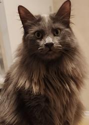 Lost Female Cat last seen Dollar tree, Dinuba, CA 93618