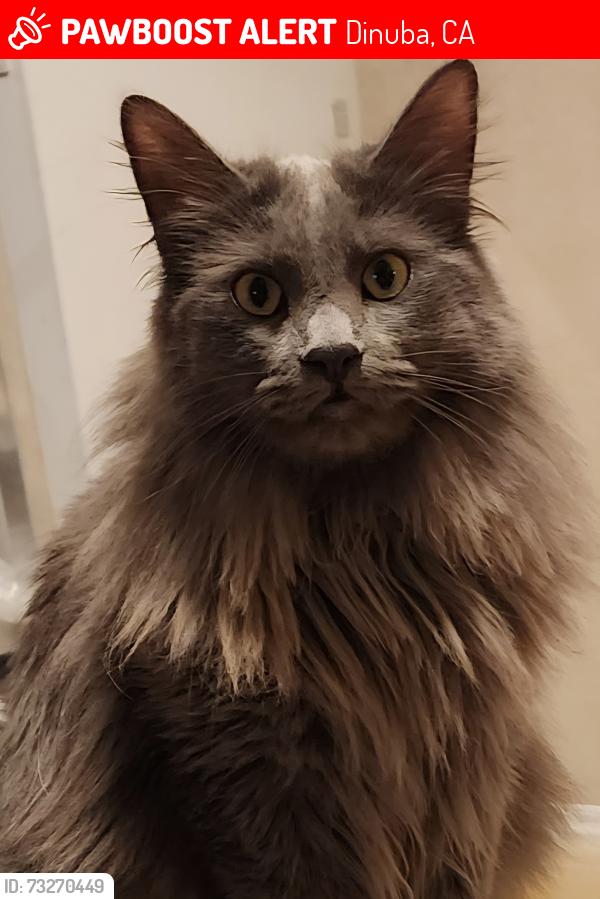 Lost Female Cat last seen Dollar tree, Dinuba, CA 93618