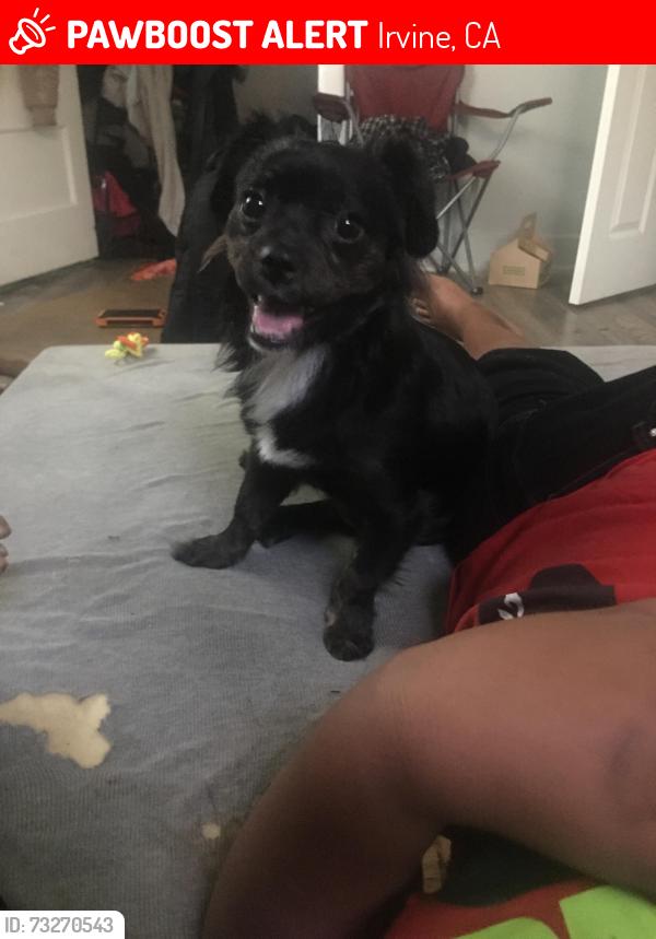 Lost Male Dog last seen Parkwest apmt homes, Irvine, CA 92612
