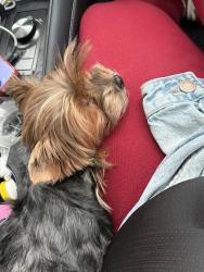 Reunited Female Dog last seen Gibson Pl, Yonkers, NY 10705