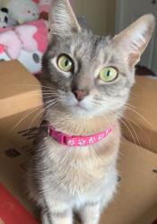 Lost Female Cat last seen Big Springs, RJ Hawkey to Hiho area, Airdrie, AB T4A 1N1
