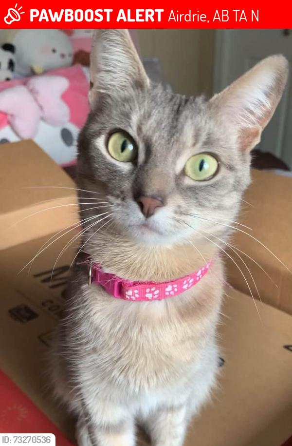 Lost Female Cat last seen Big Springs, RJ Hawkey to Hiho area, Airdrie, AB T4A 1N1
