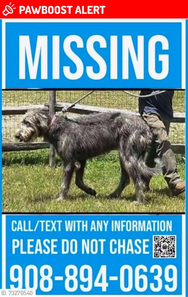 Lost Female Dog last seen not sure, Frelinghuysen Township, NJ 07825