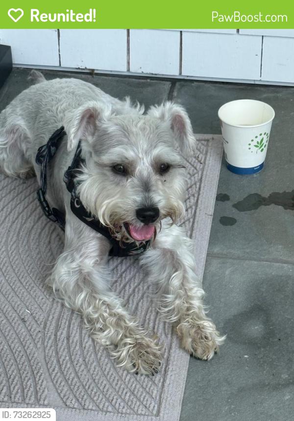 Reunited Male Dog last seen East Quogue, East Quogue, NY 11942