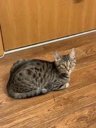 Lost Female Cat last seen La dirección en donde ella se salió está cerca de la ruta 9NE, north Davies veterinary hosp and Safeway, Lake Stevens, WA 98258
